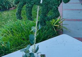 Horse Topiaries